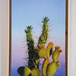 Island Cacti