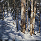 Winter Afternoon